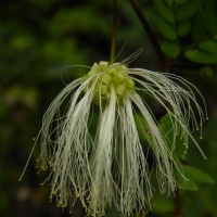 Thailentadopsis nitida (Vahl) G.P.Lewis & Schrire